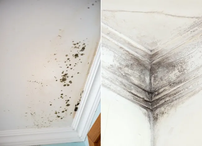 Black Mold vs. Regular Mold: What’s the Difference?